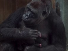 Редкая горилла с новорожденным детенышем попала на видео