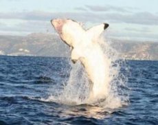 Акула оставила рыбаков без улова