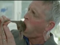 В Великобритании одобрили рекламу с дохлой крысой