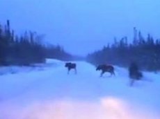 Автомобиль на огромной скорости проскочил между двумя лосями