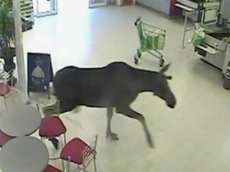 В норвежский супермаркет заявился лось