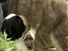 В Грузии кошка родила щенка!