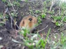 Сурок украл камеру