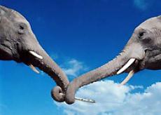 В шотландском музее выставлены картины, нарисованные слонами