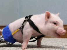 Люди сделали доброе дело для поросенка