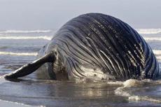 Огромного кита выбросило на пляж Лонг Бич