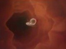 Как происходит зачатие ребёнка