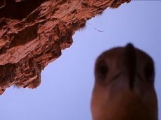 Oрлан запечатлел свой полет на видео