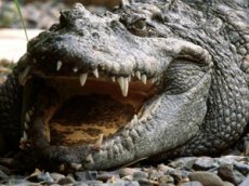 Гигантский крокодил украл камеру у дайвера