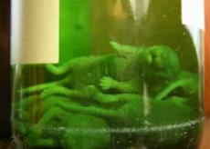 Вино, настоенное на трехдневных мышатах