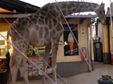 Жираф зашёл в бар освежиться