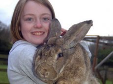 Cамый крупный кролик в мире