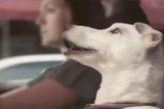 VW Polo хорош даже для собак