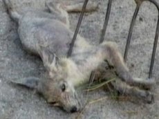 На Украине убили чупакабру