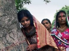 Несколько индийцев самоизолировались на дереве