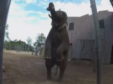 Слон из зоопарка в Сиднее отфутболил мяч для регби