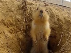 Cуслик с «Байконура» "рвет" YouTube