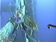 Черепаха влюбилась в дайвера