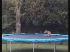 Лиса на батуте