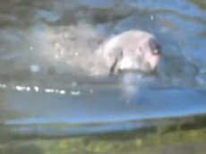 Коалы умеют плавать!