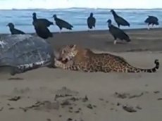 На пляже Коста-Рики запечатлели ягуара, пожирающего большую черепаху