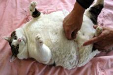 Самый жирный кот весит 20 килограммов