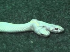 Битва двух голов одной змеи попала на видео