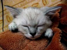 Во Франции открылся элитный отель для котов