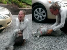 Собака упала в обморок при виде хозяйки после 2-летней разлуки