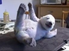 Медвежонок Сику покорил интернет