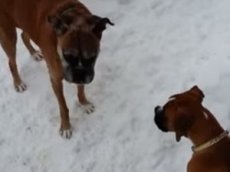 Старый пес подшутил над щенком