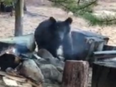 Фотограф заснял на видео встречу с медведем на Байкале