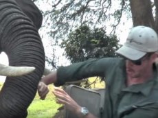 В Зимбабве слон подшутил над туристами