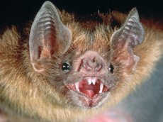 Оральные ласки летучих мышей