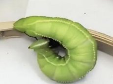 Ученые обнаружили «агрессивных» гусениц