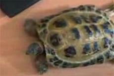 Топовый ролик на YouTube: Турбочерепаха