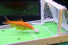 Рыба, которая умеет играть в футбол