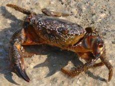 Краб проиграл в схватке с птицами