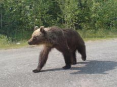 Житель Сыктывкара заснял танцующего медведя