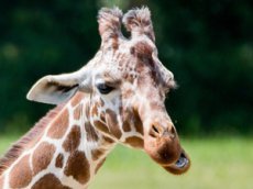 Жираф избил носорога