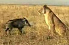 Кабанчик забодал льва