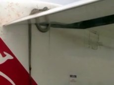 Трехметровый питон погиб отправился в полет на крыле пассажирского авиалайнера
