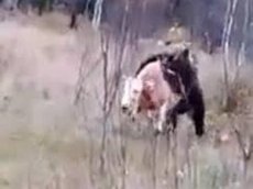 В Кузбассе сняли на видео нападение медведя на быка