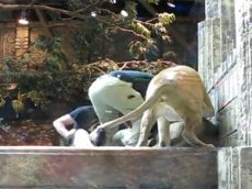 ЧП на шоу со львами