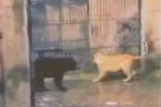 Лев против медведя