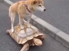 Собака оседлала черепаху