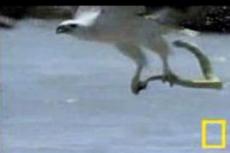 Орел против ядовитой морской змеи