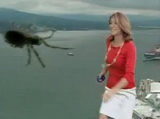 Паук довел до истерики телеведущую