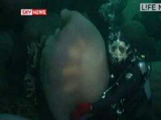 Нашествие огромных медуз в Японии