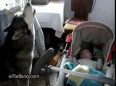 Малыш засыпает под колыбельную волка